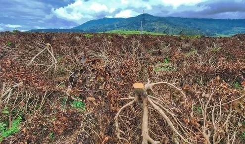 Dedi Mulyadi Ungkap Dugaan Korupsi di Balik Peralihan 160 Hektare Lahan Kebun Teh Pangalengan