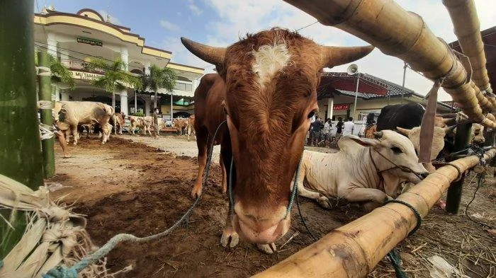 Pemkab Karawang Salurkan 43 Sapi dan 19 Domba Kurban ke Ponpes hingga Ormas Islam
