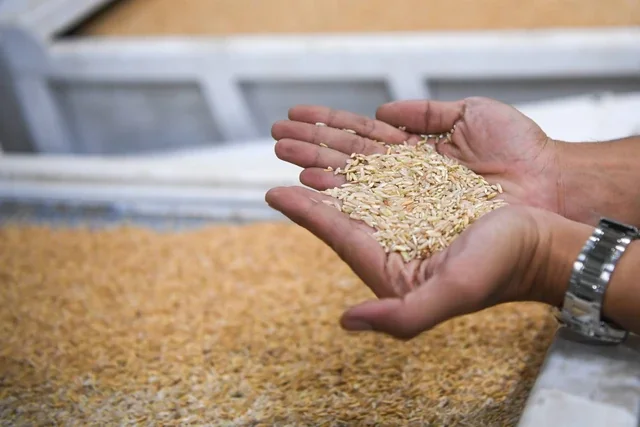Dukung MBG, Bulog Jabar Pastikan Serap Gabah Petani Rp6.500 Per Kg