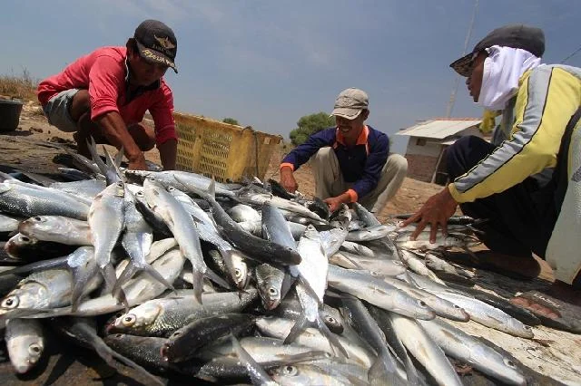 Potensi Rp1,2 Triliun, PAD Perikanan Cirebon Hanya Sentuh Rp100 Juta