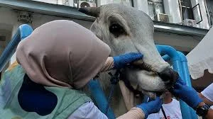 Pemkot Bandung akan Terus Pantau Penyembelihan Hewan Kurban Selama Hari Tasrik