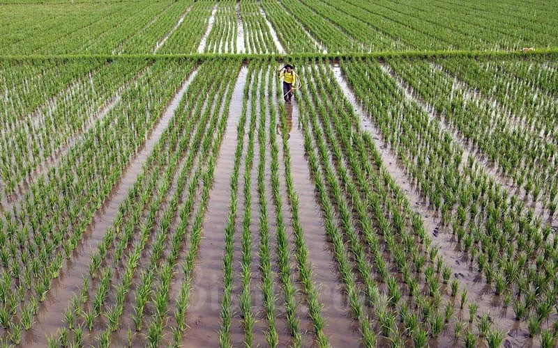 Hari Pangan Sedunia, 2 Dosen IPB Ungkap Kondisi Miris Sawah Indonesia
