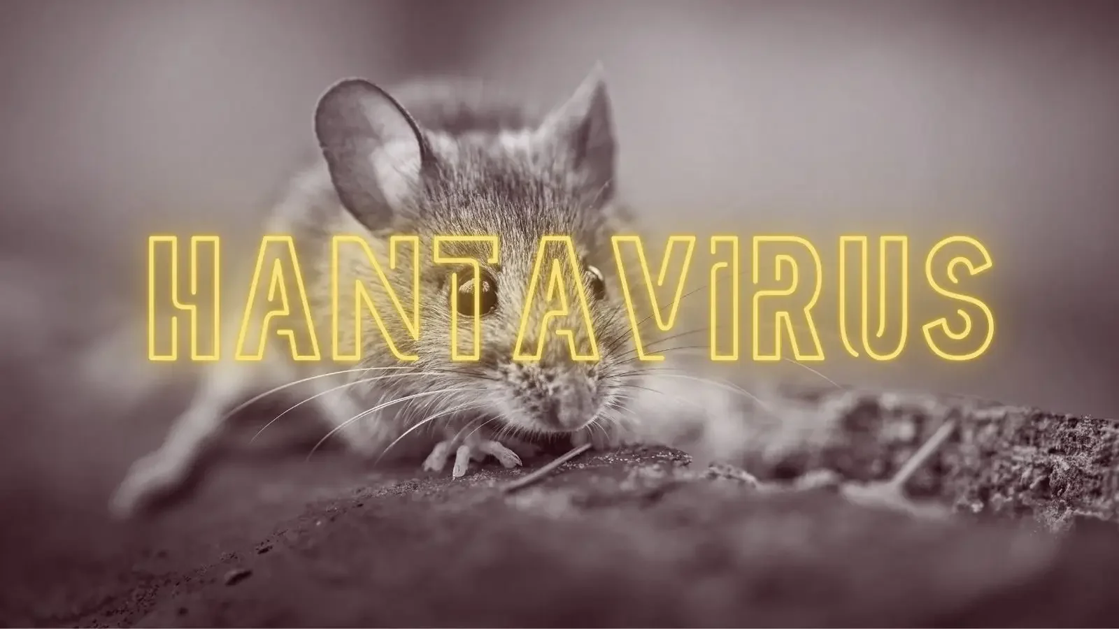 Hantavirus. (Foto: Ilustrasi by Diskominfo.)