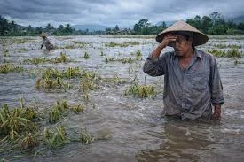 Terdampak Banjir, 5.168 Hektare Lahan Sawah di Bekasi Terancam Gagal Panen