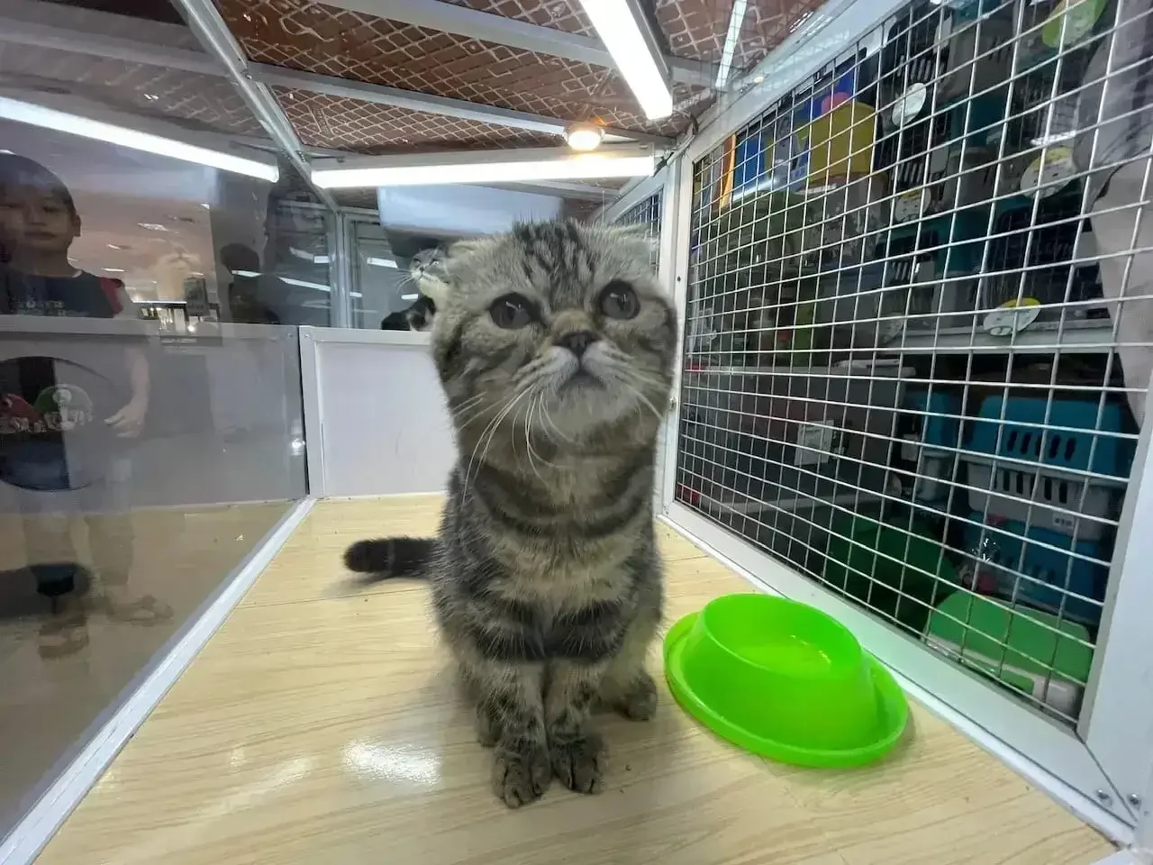 Hewan peliharaan kucing. (Foto: Diskominfo Depok/ Ilustrasi).