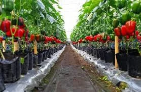 Mengenal Desa Pasirlangu Bandung Barat, Penghasil Paprika dan Sayuran Eksklusif yang Diekspor ke Luar Negeri