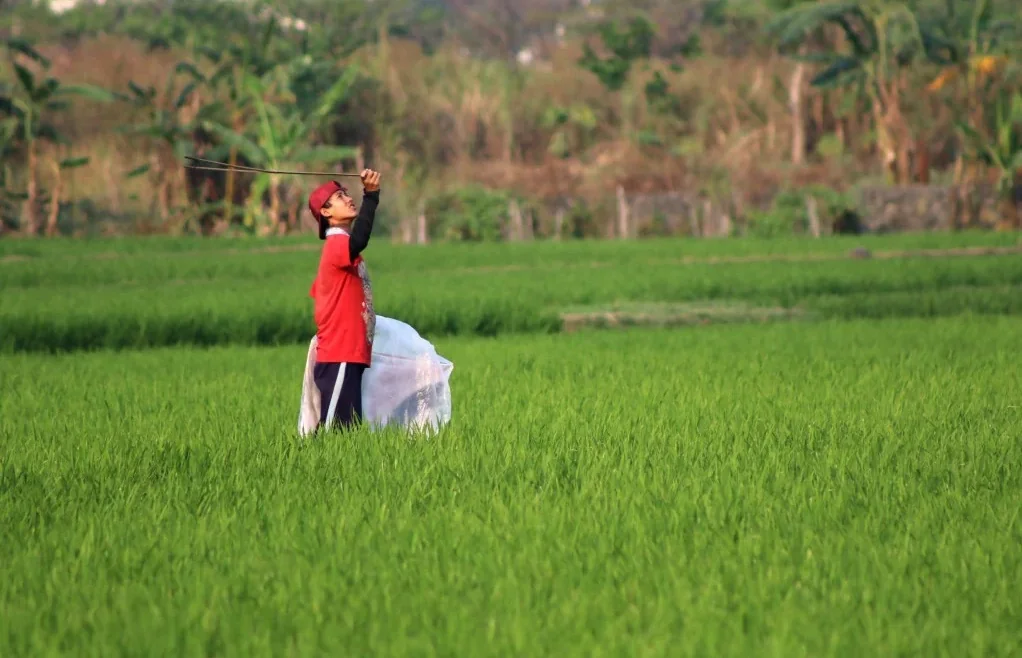 Lahan sawah di wilayah Kabupaten Bandung Barat (KBB) semakin berkurang.