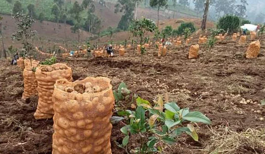 Pasca-longsor Cisarua, KLH Soroti Pertanian Kol dan Kentang yang Merambah Gunung