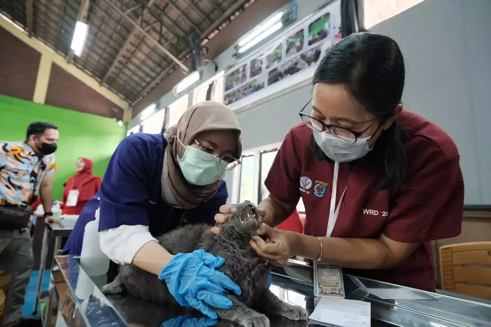 Pemeriksaan kucing oleh petugas DKP3 Kota Depok. (Foto: Diskominfo Depok).