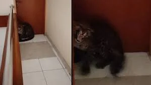 Macan Tutul Masuk Hotel di Bandung, BKSDA Cek ke Lokasi
