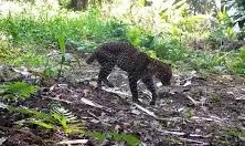 Tim Gabungan Buru Macan Tutul Jawa di Hutan Sanggabuana yang Tertembak untuk Dievakuasi