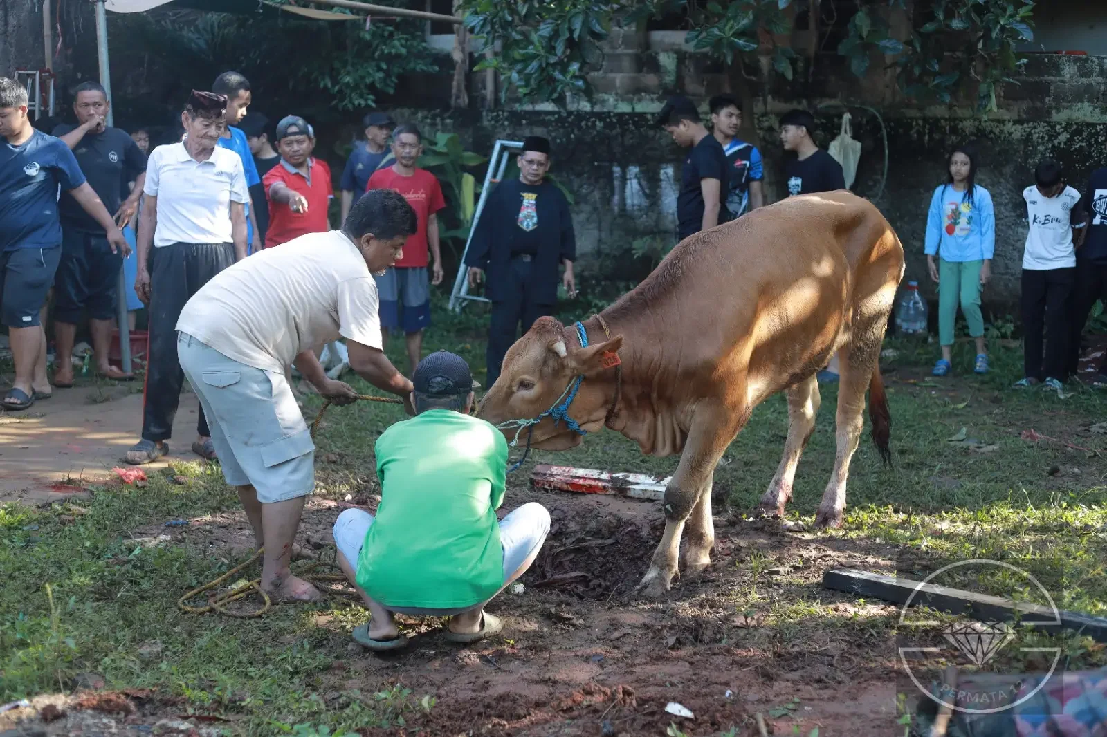 Penyembelihan hewan kurban melalui gerakan daging premium JPZIS Musala Nurul Iman Taman Jaya, Kecamatan Cipayung. (Foto: Narasumber)