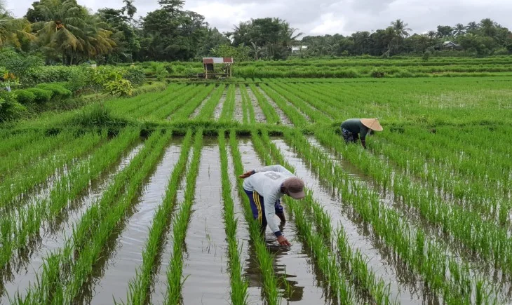 Ketahanan Pangan Garut Rapuh, Rehabilitasi Irigasi Jadi Taruhan
