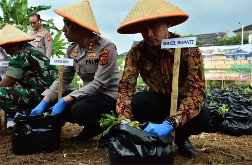 Wakil Bupati Sumedang M Fajar Aldila menghadiri peluncuran Penanaman Ubi Cilembu dalam Polybag.Ist