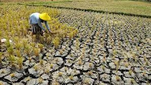 3,2 Juta Petani Jabar Bakal Dilindungi Asuransi Anti Gagal Panen, Pergub Dipersiapkan