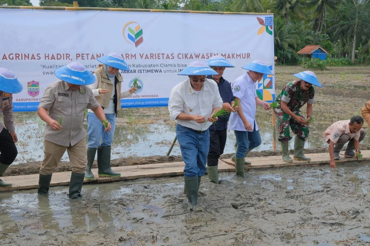 Wakil Gubernur Jawa Barat, Erwan Setiawan menghadiri dan memberikan sambutan dalam Kegiatan Panen Pertama Varietas Padi Cikawasen di Kabupaten Ciamis, Selasa, 18 Maret 2025.