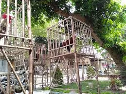 Seperti Garut Domba, Cianjur Jadikan Ayam Pelung Jadi Branding Kabupaten