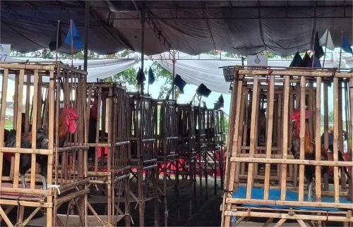 Bupati Sumedang Dony Ahmad Munir, Sumedang menjadi rumah Kontes Ayam MDC 2025. Kepercayaan ini merupakan suatu kehormatan sekaligus kebanggaan bagi Pemerintah Kabupaten Sumedang.Diskomimfosanditik
