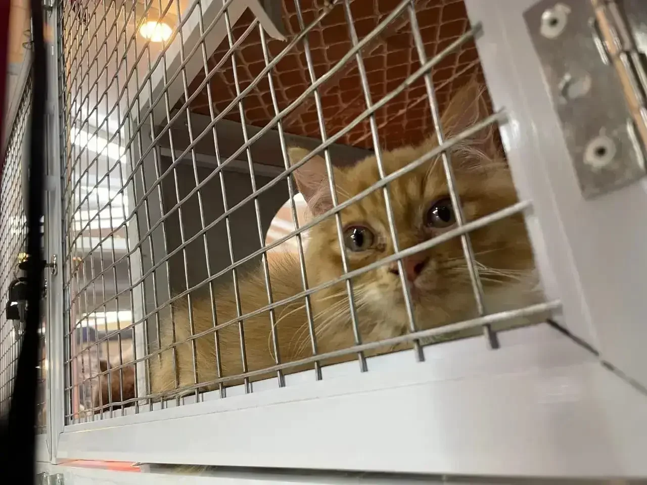 Hewan peliharaan kucing di dalam kandang. (Foto:Diskominfo Depok).