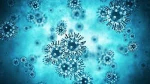 Temuan Kasus Virus Hanta di Jawa Barat, Warga Diminta Waspada