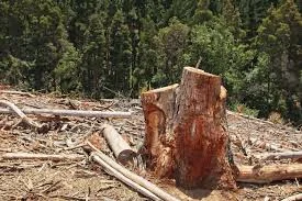 Hutan Makin Kritis, Dedi Mulyadi Larang Penebangan Pohon Mulai 2026