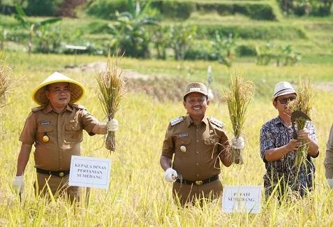 Bupati Sumedang Dony Ahmad Munir bersama Himpunan Kerukunan Tani Indonesia (HKTI) panen padi dengan pola Tanam Benih Langsung (Tabela) di areal persawahan Panyindangan Girang, Desa Sukamaju, Kecamatan Rancakalong.Dok-Diskominfosanditik Sumedang