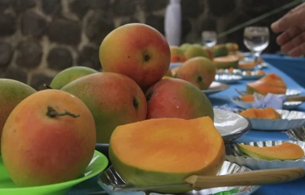 Mangga Gedong Gincu Indramayu Dapat Sertifikat Indikasi Geografis