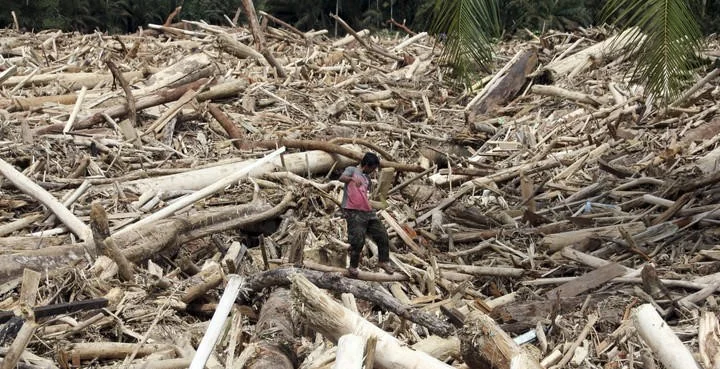 Analisis Pakar IPB soal Kayu Gelondongan di Lokasi Longsor Sumut
