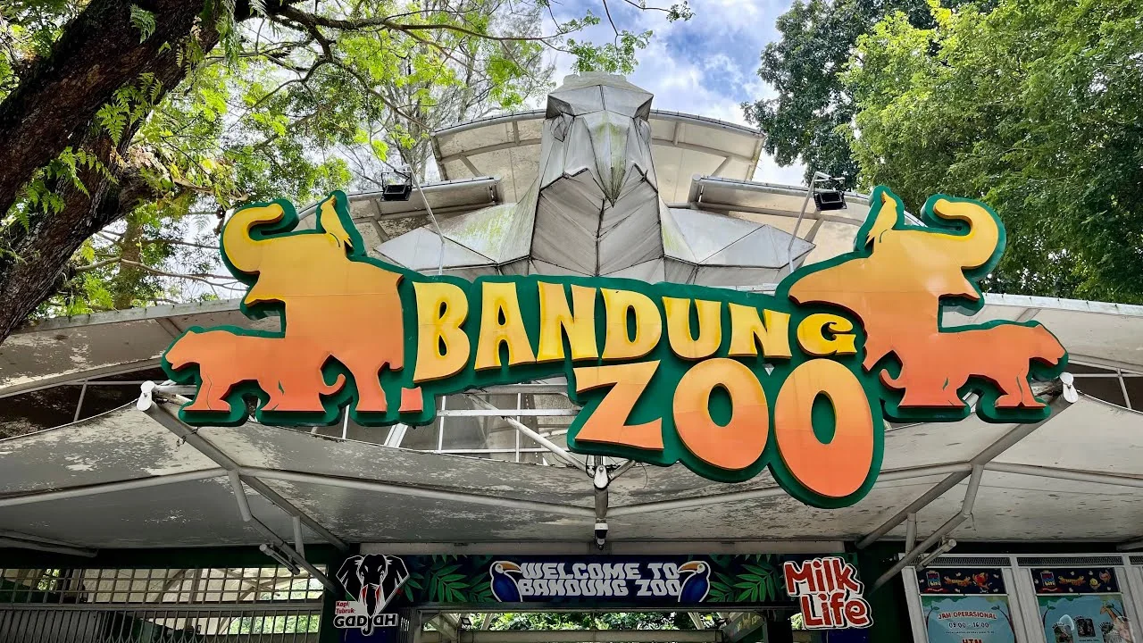 Jalani X-ray dan Cek Darah, Kondisi Macan Tutul dan Gajah Bandung Zoo Dipastikan Sehat
