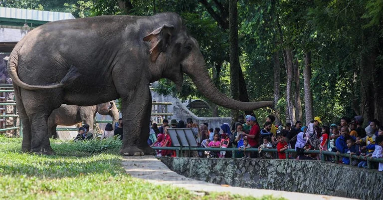 Pemkot Bandung memastikan tidak ada pemutusan hubungan kerja (PHK) bagi para karyawan Kebun Binatang Bandung.
