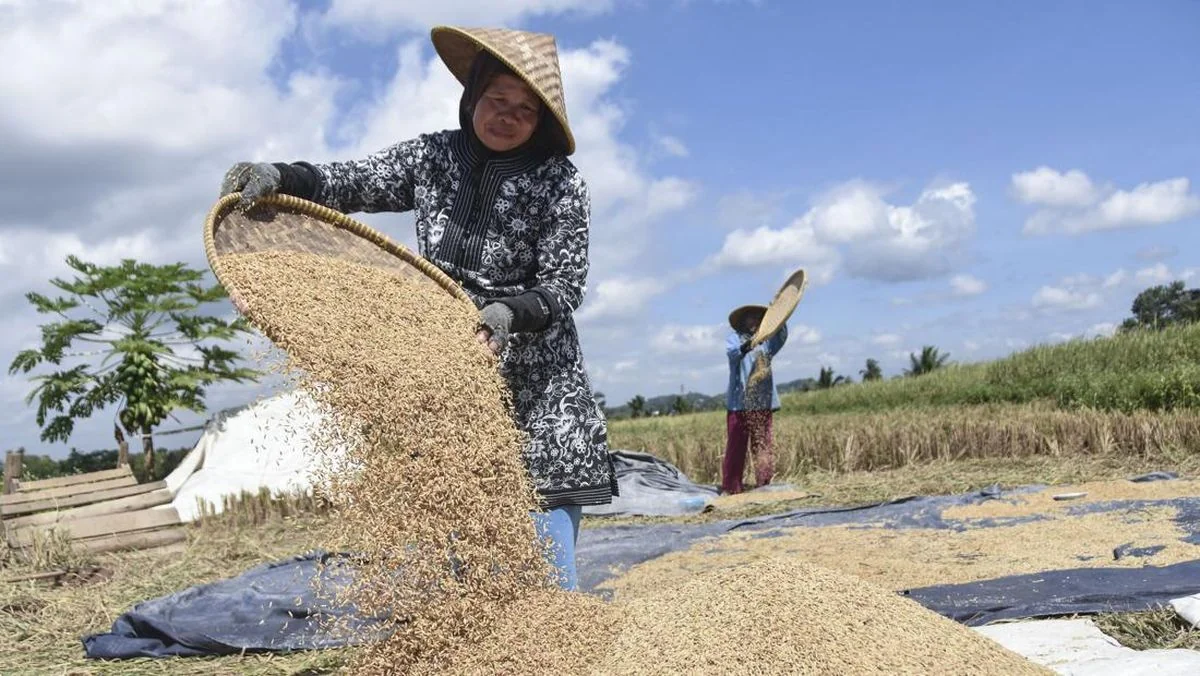 Bulog Jawa Barat Serap 754 Ribu Ton Gabah Petani, Dukung Program KDMP dan MBG