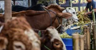 Bupati Tasikmalaya Dilaporkan Terkait Pengadaan Hewan Kurban