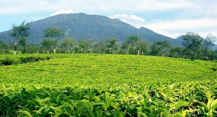 Perkebunan teh Ciawi Kabupaten Bogor