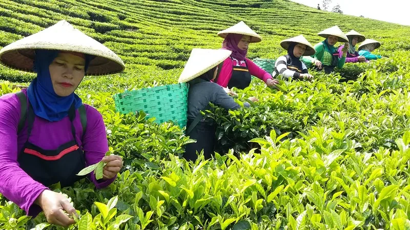Tenaga Kerja Kebun Teh Jawa Barat Dapat Lowongan Kerja dari Malaysia