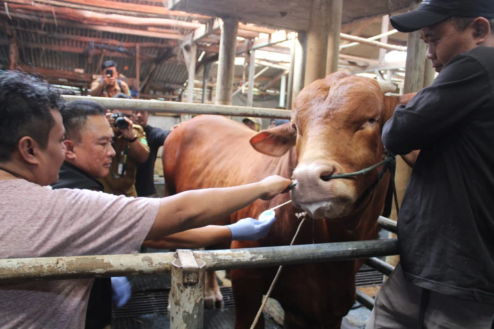 Bupati Kuningan Dr. H. Dian Rachmat Yanuar melakukan monitoring intensif terhadap hewan kurban di Kandang Penyu Grup Farm, Desa Cilaja, Kecamatan Kramatmulya.Dok-Diskominfo Kuningan