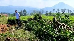 Bupati Bandung Setuju Penebang Kebun Teh di Pengalengan Ditindak Tegas