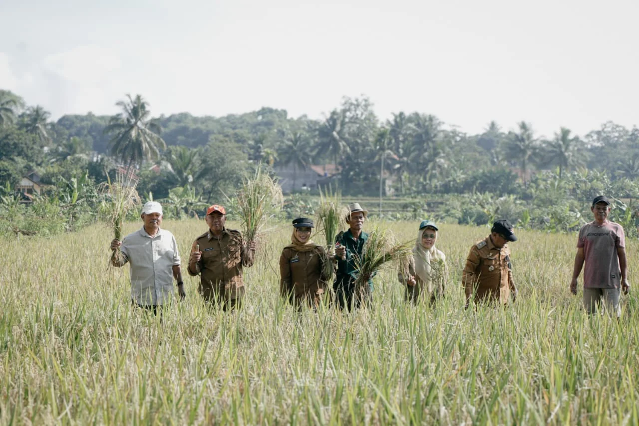 Sekretaris Daerah Kabupaten Ciamis H. Andang Firman hadir pada kegiatan Panen Demplot System of Rice Intensification (SRI) yang dilaksanakan di Blok Bojonghuni, Desa Mekarjadi, Kecamatan Sadananya, Kabupaten Ciamis.Dok-Diskominfo Kab Ciamis