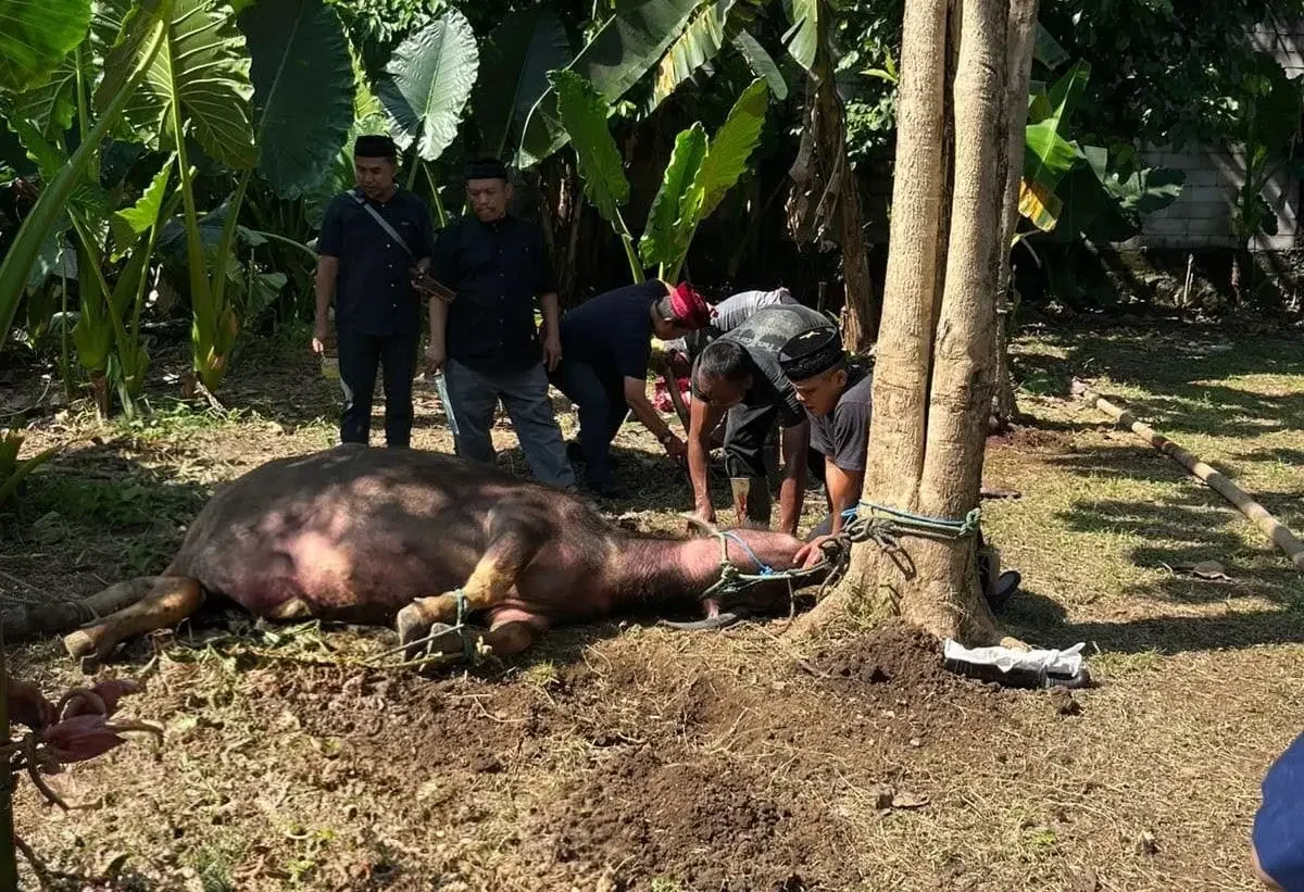 Tradisi potong kebo andil dan ngaduk dodol menjelang perayaan Idulfitri di halaman kediaman Wali Kota Depok Supian Suri, Jatimulya, Cilodong, Rabu (18/03/26). (Foto:Diskominfo Depok).