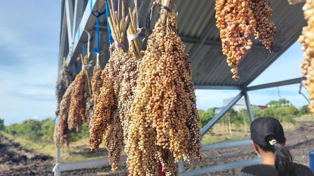 Pemerintah Jabar Perluas Pengembangan Sorgum untuk Dorong Kemandirian Pangan
