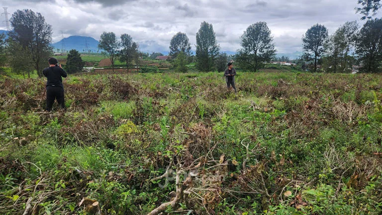 Perusakan Kebun Teh Malabar di Pangalengan: Dedi Mulyadi Sebut Dilakukan Sistematis dengan Pendanaan Besar