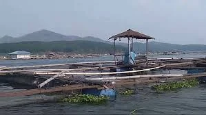Respons Dedi Mulyadi Soal Ikan Cirata Tak Layak Konsumsi