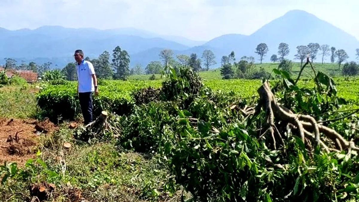 Dedi Mulyadi Sebut Perusakan Kebun Teh Pangalengan Masuk Pidana, Rugikan Negara Rp 135 Miliar