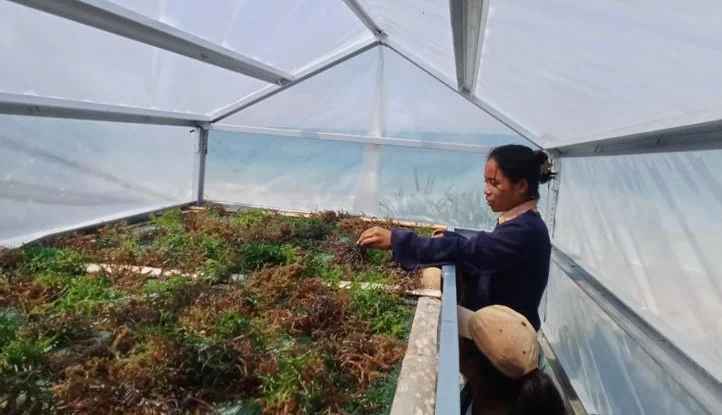 Masyarakat sedang memproses rumput laut di dalam alat pengering buatan ITB
