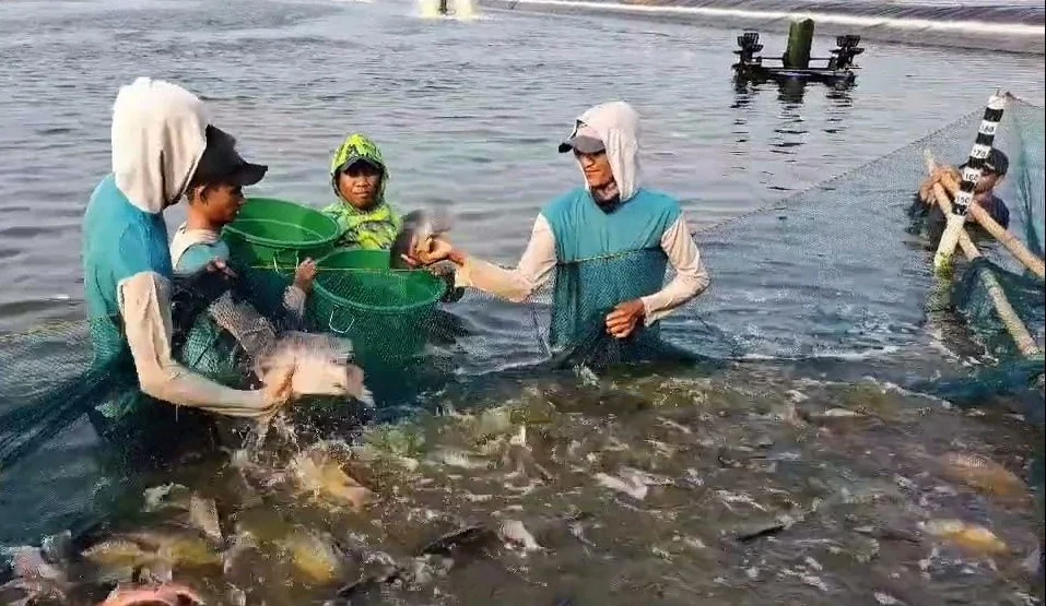 Karawang contoh program revitalisasi tambak idle atau tak terurus di pesisir Pantai Utara.
