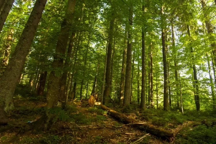 Hutan di Jabar Tersisa 20 Persen, Kemenhut Usulkan Kawasan Konservasi Baru