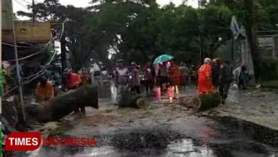 Wabup Tasikmalaya Desak Penanganan Ancaman Pohon Tumbang di Sepanjang Jalur Nasional
