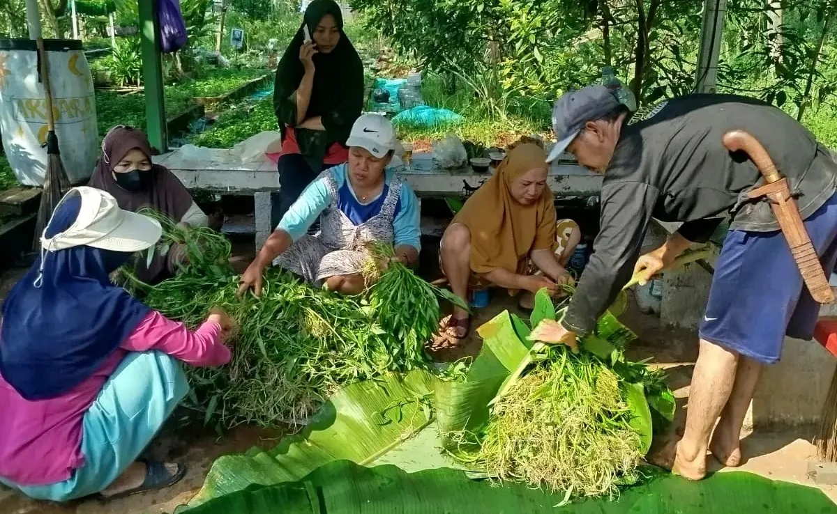 Ibu-ibu Kelompok Wanita Tani (KWT) Angsana RW 12 Kelurahan Pengasinan, Kecamatan Sawangan sedang panen sayuran kangkung, belum lama ini. (Foto: dokumentasi Kelurahan Pengasinan.)