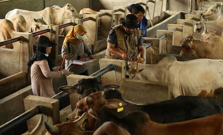Jelang Iduladha: Indramayu Defisit Sapi Kurban, 734 Ekor Hewan di Depok Tak Layak Jadi Kurban