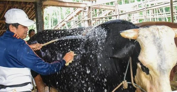 Perempuan Ini Tagih Komitmen Dedi Mulyadi Perjuangkan Kesejahteraan Hewan