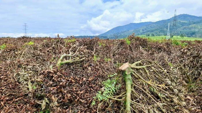 Perusak Kebun Teh Pangalengan Ditangkap, Begini Respons Dedi Mulyadi